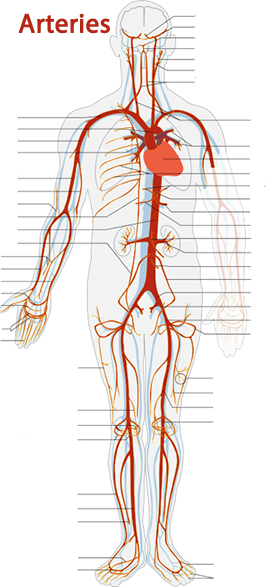 Ateries diagram