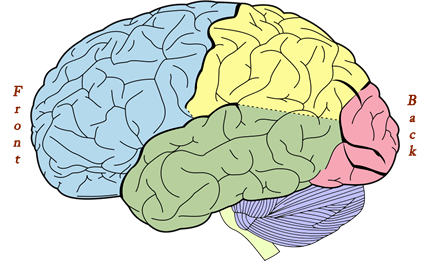 Brain figure