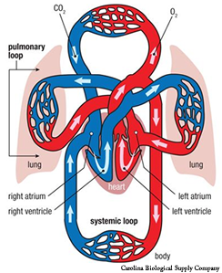 Blood loop