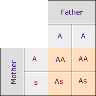 Punnett Square Sickle Cell