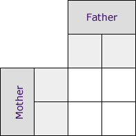 Punnett Square blank