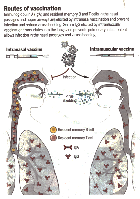 Vaccination routes