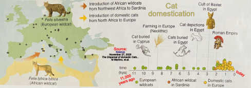 Domestic cats evolution