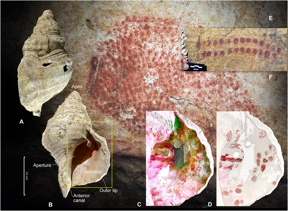 Seashell and cave art