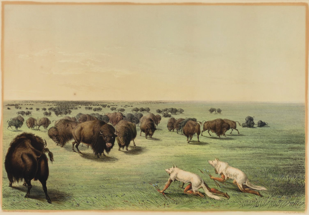 Click for larger George Catlin Bison Hunt