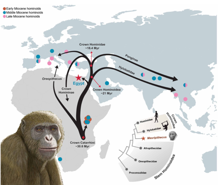 masripithecus moghraensis explands out of Africa