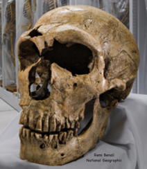 Neanderthal skull