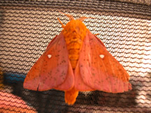 Orange moth