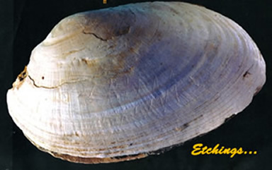 shell image