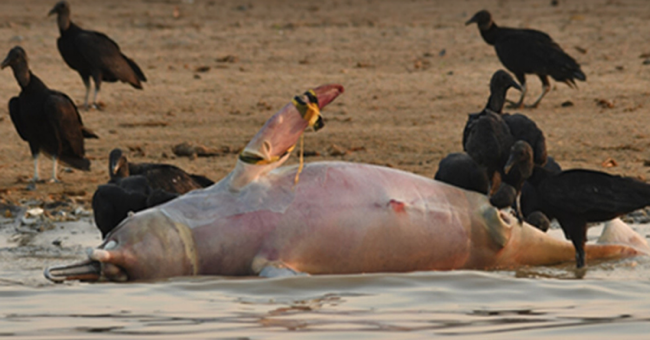 River dolphin in an Amazon Lake