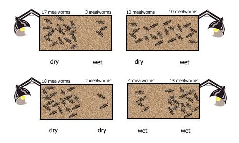 mealworm image