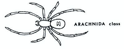 Arachnida