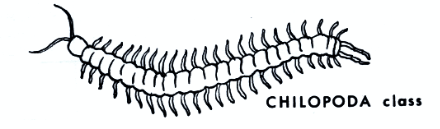 Chilopoda