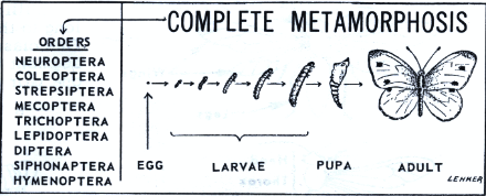 Complete metamorphosis