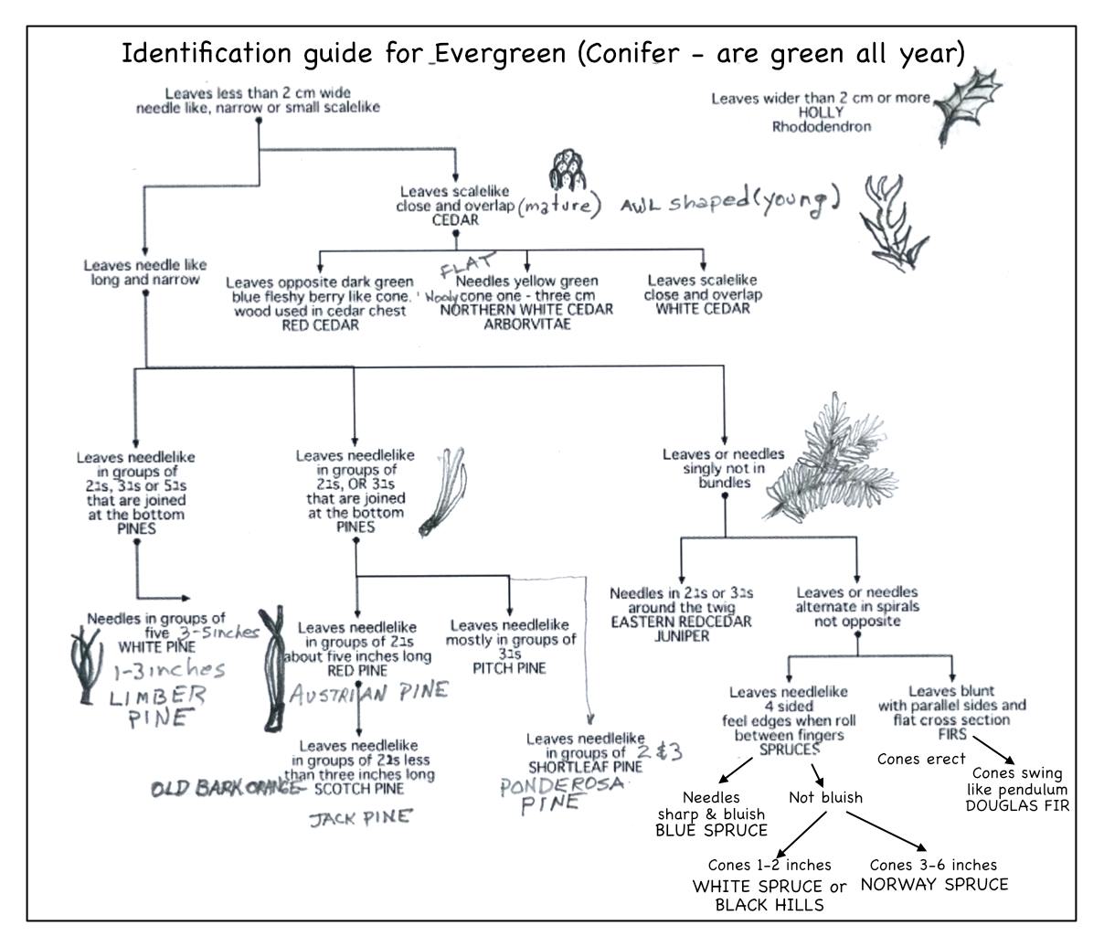 Conifier leaf guide illustrated