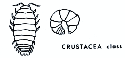 Crustacea