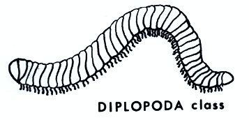 Diplopoda