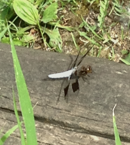 Dragonfly