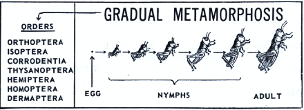 gradual metamorphosis