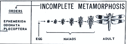 Incomplete metamorphosis