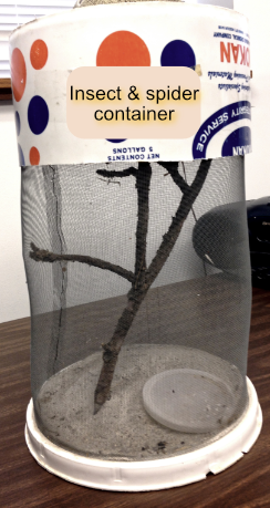 Insect and spider habitat