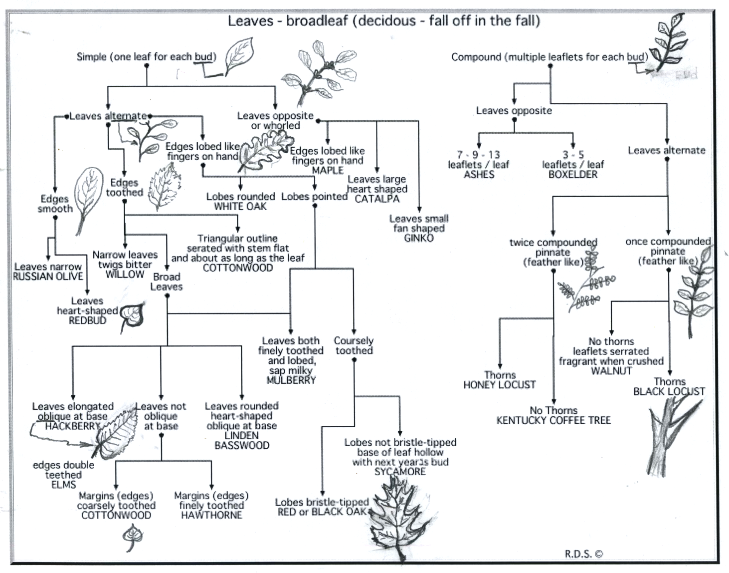 Decisuous leaf guide with drawings