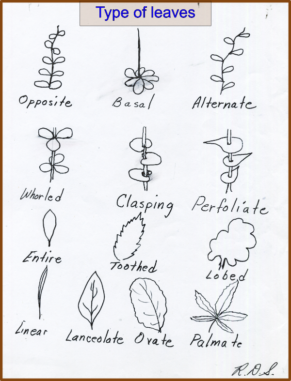 Types of leaves