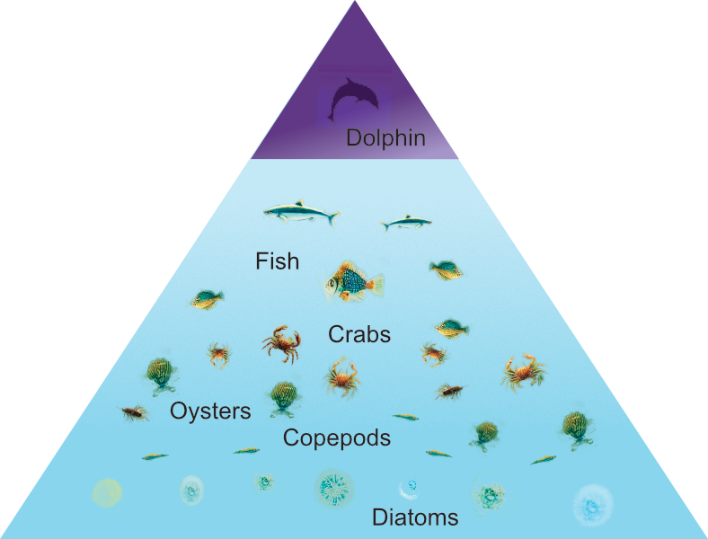 Ocean energy web