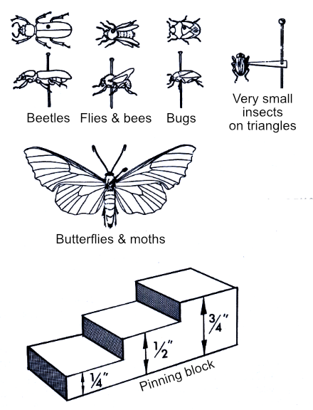 Pinninginsects