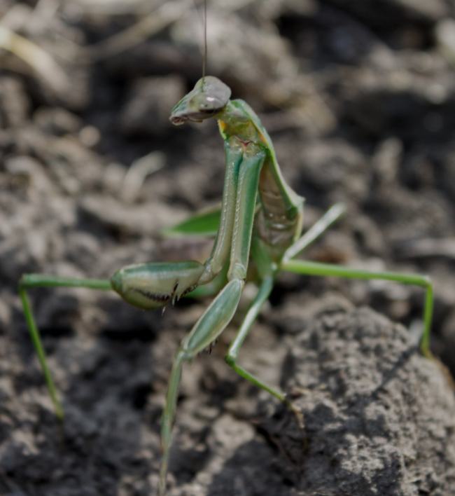 Preying Mantid