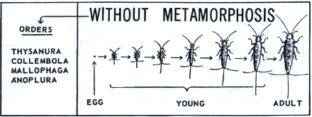 Withour metamorphosis