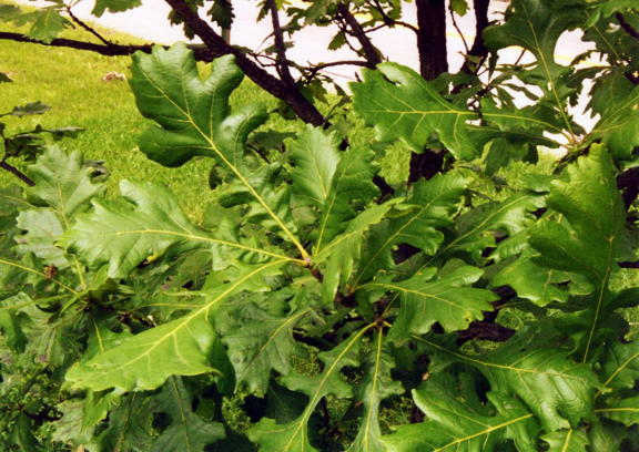 Oak leaf
