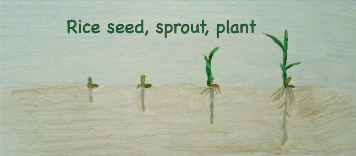 Grass seed, sprout, plant drawing