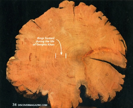 image pine slice