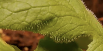 Radish leaf close-up