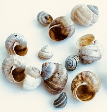 Snails
