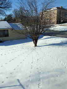 Tracks in snow to an apple tree