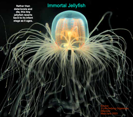 Immortal jellyfish