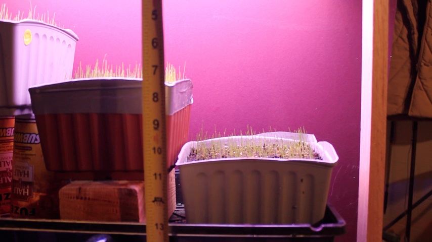 grassSeedDay7