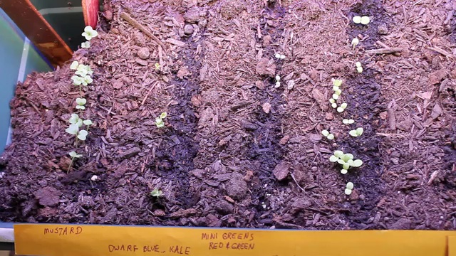 plantsDay5Inv2F